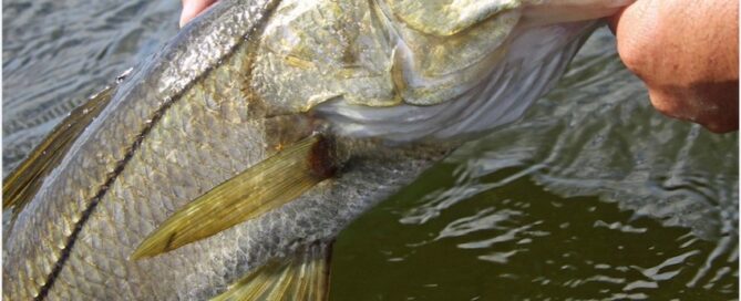 Snook