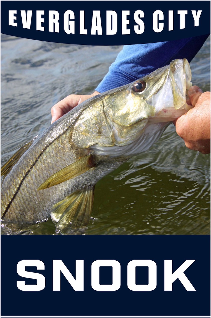 Snook