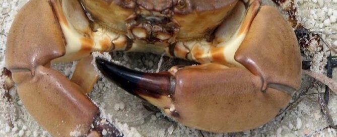 Stone Crabs